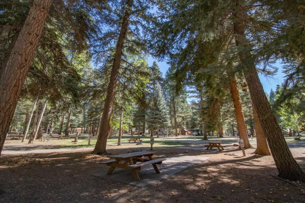 The Lupine Cabin #10 At Blue Spruce Rv Park & Cabins Vallecito Ngoại thất bức ảnh